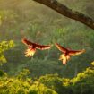 Two scarlet macaws in the sunset, Costa Rica. Photo by Charlie Fayers, iStock