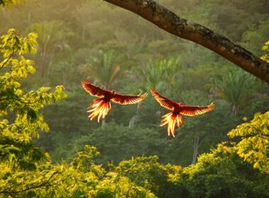 Two scarlet macaws in the sunset, Costa Rica. Photo by Charlie Fayers, iStock