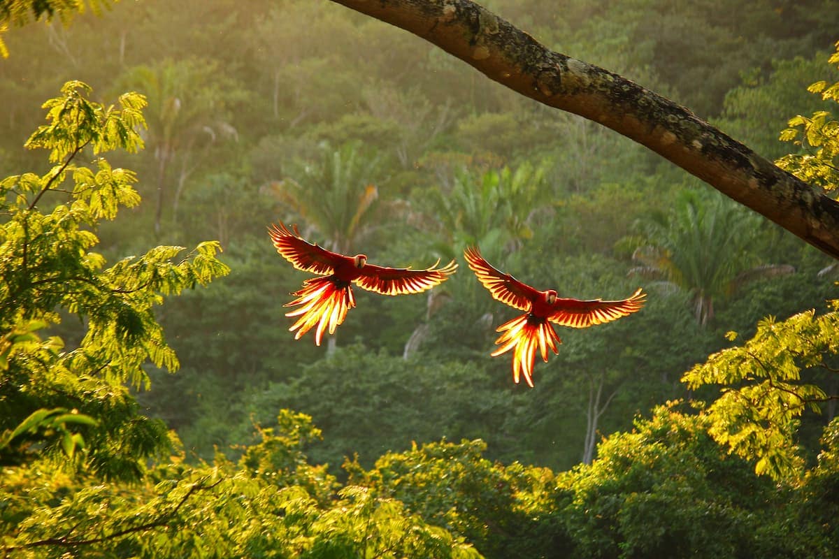 Two scarlet macaws in the sunset, Costa Rica. Photo by Charlie Fayers, iStock