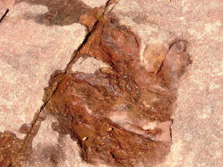 Water has been placed in this dinosaur footprint located in Utah's Red Fleet State Park