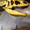 A reconstructed Allosaurus in Quarry Exhibition Hall. Photo by John M. Smith, Pinterest