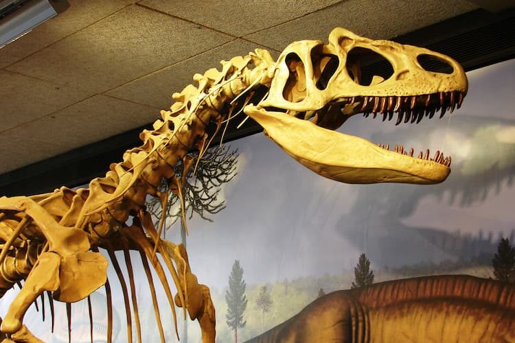 Allosaurus yang direkonstruksi di Quarry Exhibition Hall.  Foto oleh John M. Smith