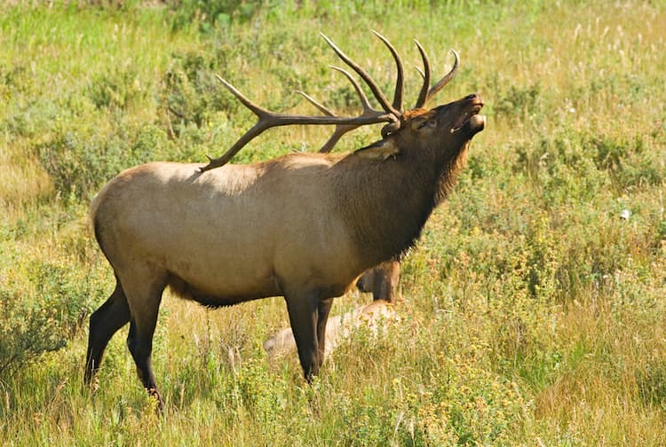 Elk in Estes Park. Photo courtesy of Estes Tourism Office