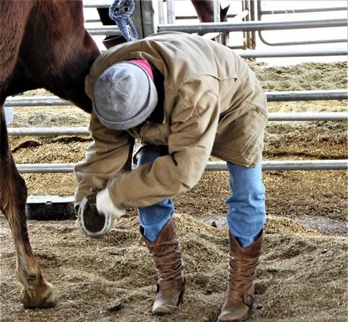 Cleaning a horse’s hoofs is one of many surprising experiences at Cowboy College in Scottsdale, Arizona. Photo by Victor Block