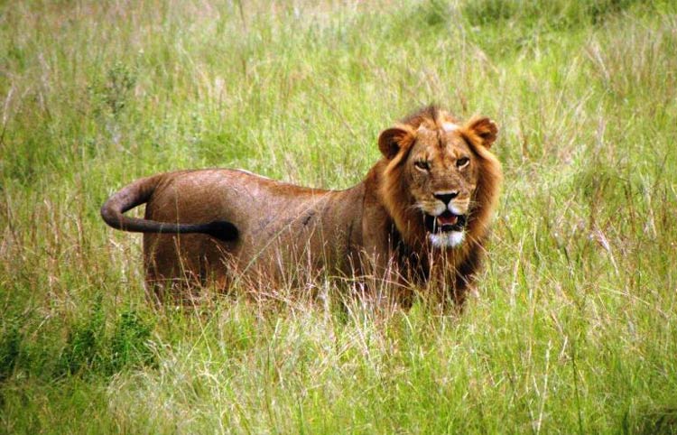 Spotting a lion on a safari is one of the great joys of traveling. Photo by Victor Block