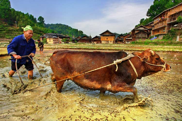 Traditional ways of life abound through rural China. Photo by Vladamir Grigorev, Dreamstime