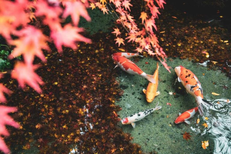Fish in Kyoto, Japan.