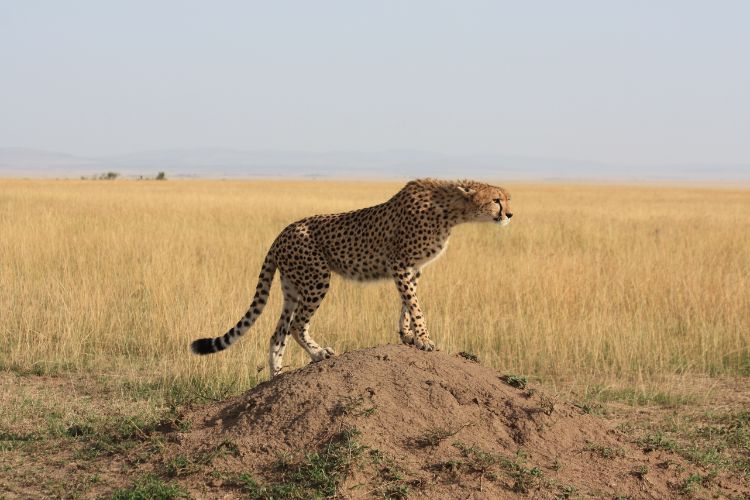 Cheetah at Maasai Mara