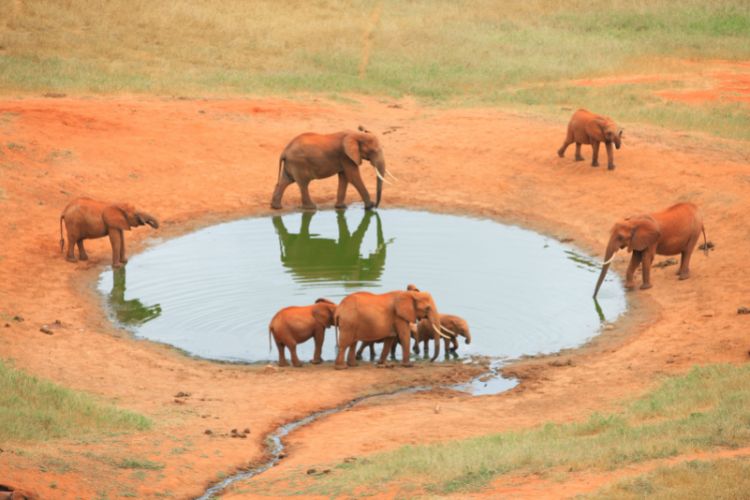 Elephants at watering hole in Kenya