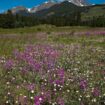 Horseshoe Flowers in Rocky Mountain National Park. Photo courtesy of Estes Park Tourism Office, Pinterest