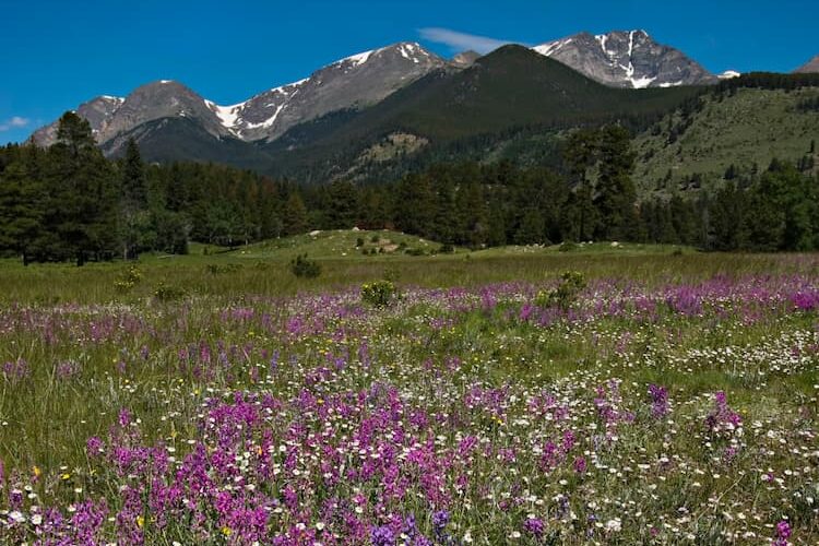 Bunga Tapal Kuda di Taman Nasional Pegunungan Rocky.  Foto milik Kantor Pariwisata Estes Park