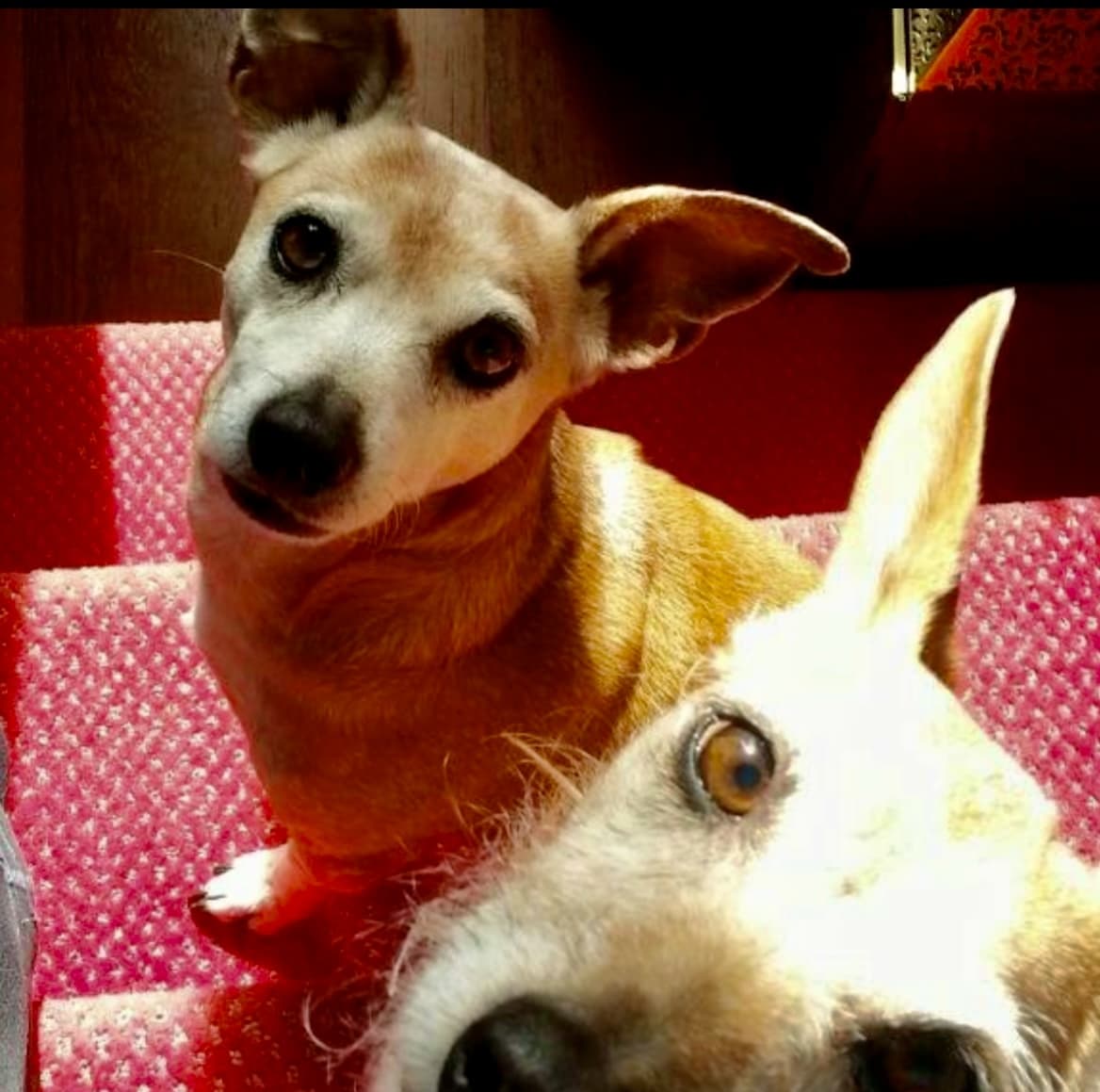Lovable Lolita and Pepita live on in memory.