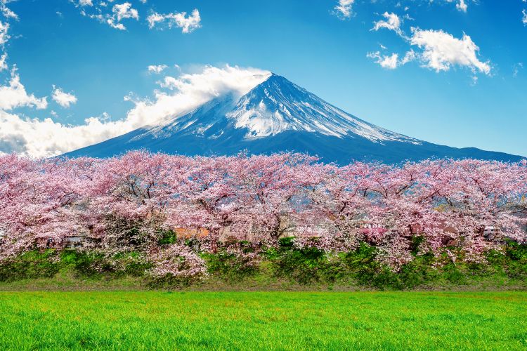 Bunga sakura dengan latar belakang Gunung Fuji
