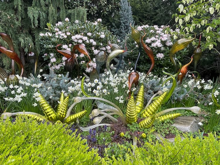 Plants contrast and complement Chihuly's work. Photo by Debbie Stone
