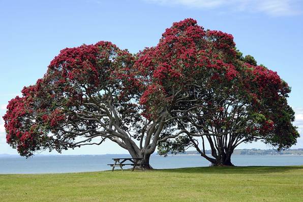 Tree in New Zealand