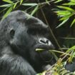 Adult gorilla in Rwanda