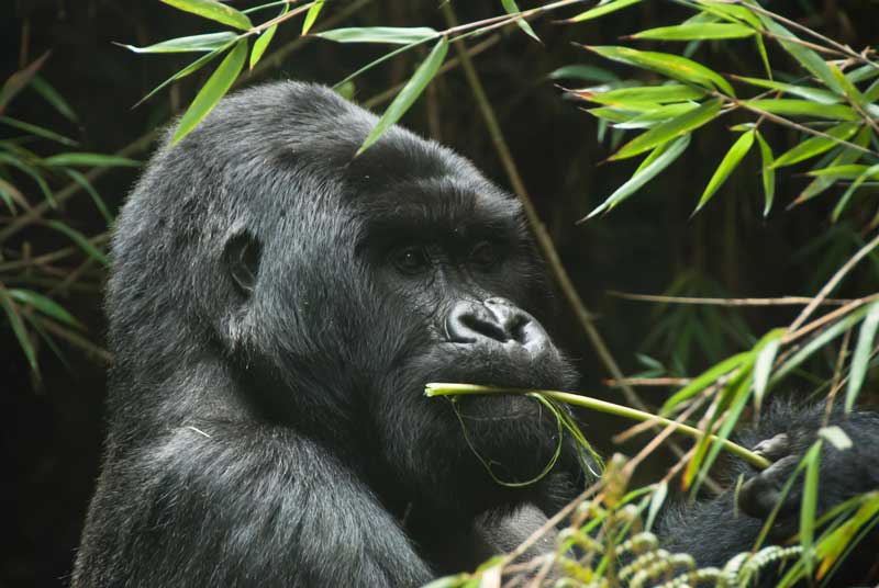 Adult gorilla in Rwanda Volcanoes National Park. Photo by Augustine Tours