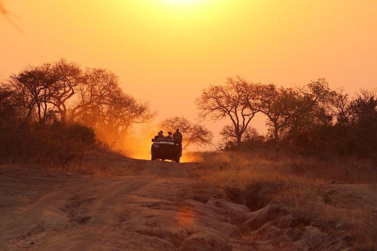 Game Drive at sunset.
