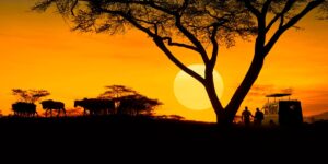 Everything You Need to Know When Planning a Game Drive in Africa