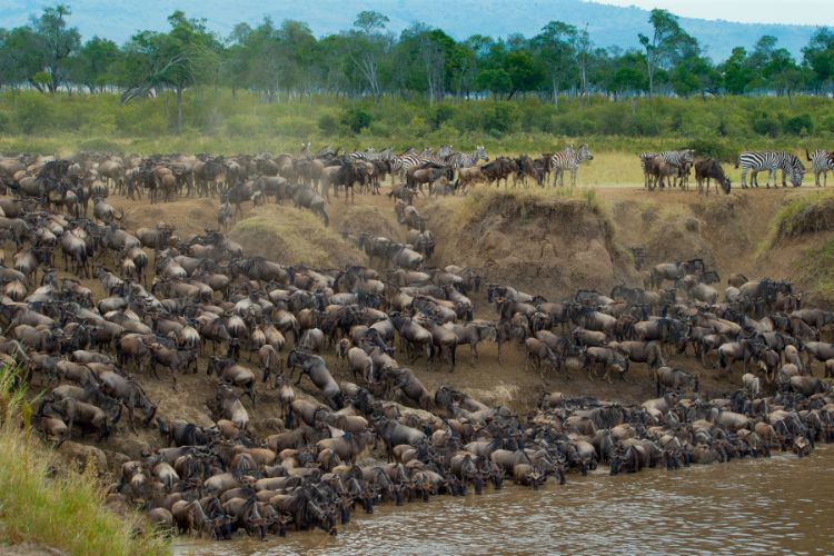 Great migration