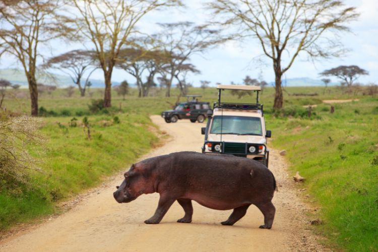 Game Drives Hippo