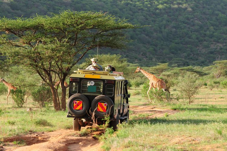 Giraffes in Kenya.