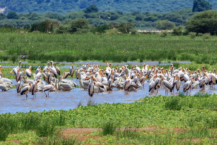 Game Drives Lake Manyara National Park