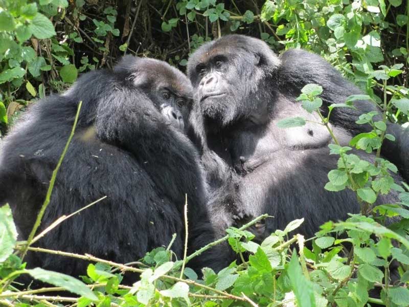 Pasangan gorila.  Foto oleh Augustine Tours