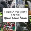 Ikuti safari trekking gorila di Uganda, Rwanda, dan Burundi