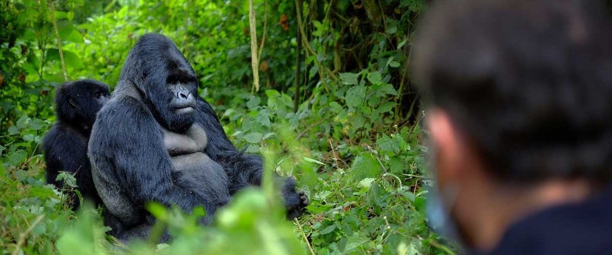 Gorilla trekking in Uganda. Photo by Augustine Tours