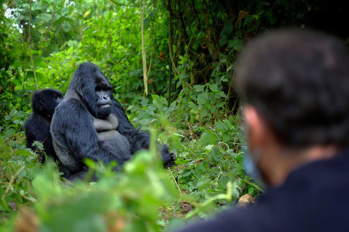 A silverback mountain gorilla in Uganda's Bwindi Impenetrable Forest, one of only two places on Earth where mountain gorillas live in the wild. Photo by Augustine Tours