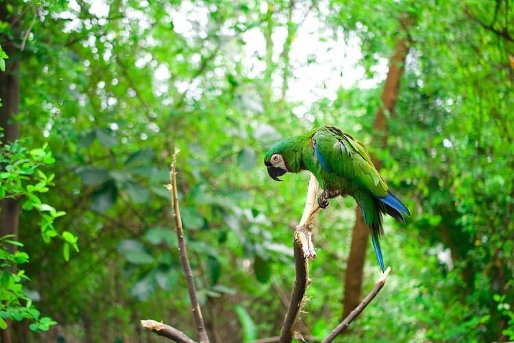 Burung beo di Ekuador.  Foto oleh Ryk Porras, Unsplash