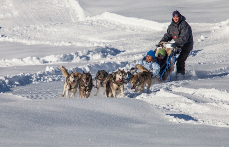 Letting the dogs do the work. Photo by Akulamatiau/Dreamstime