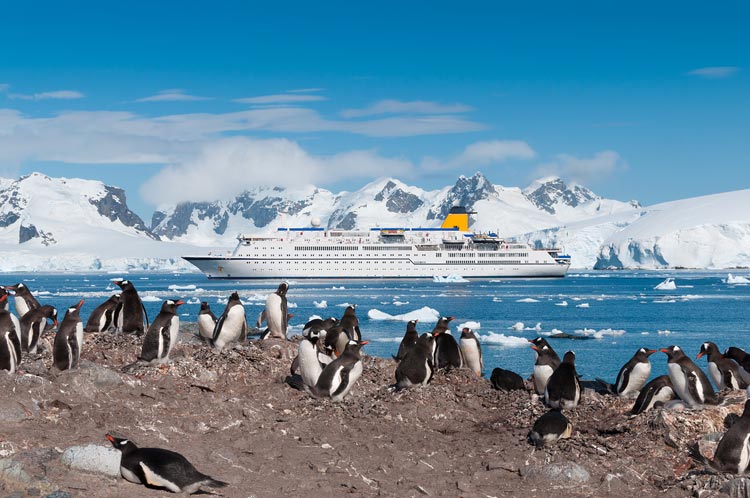 See the wildlife and majesty in Antarctica