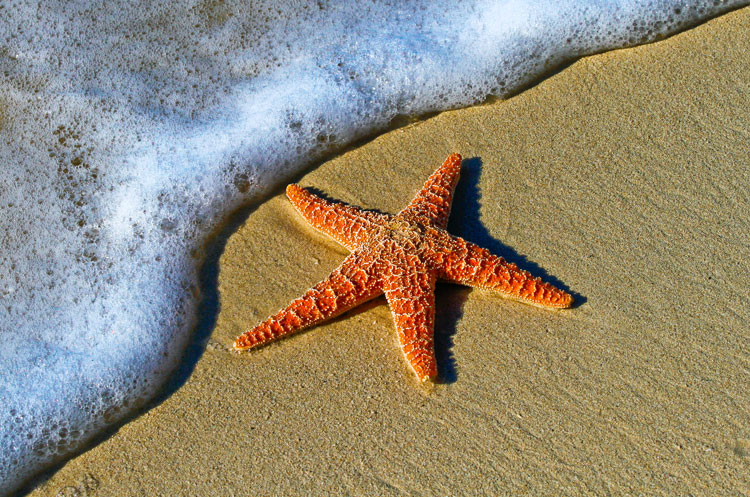 Starfish on the beach. Photo by Unsplash