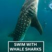 Swim With Whale Sharks in La Paz Mexico