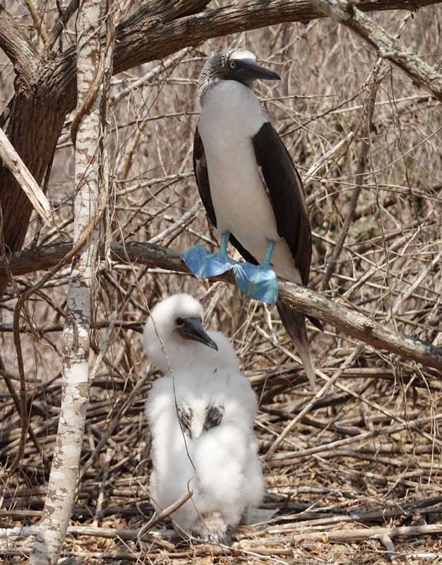 Blue-footed booby with chick. Photo by Benjamin Rader