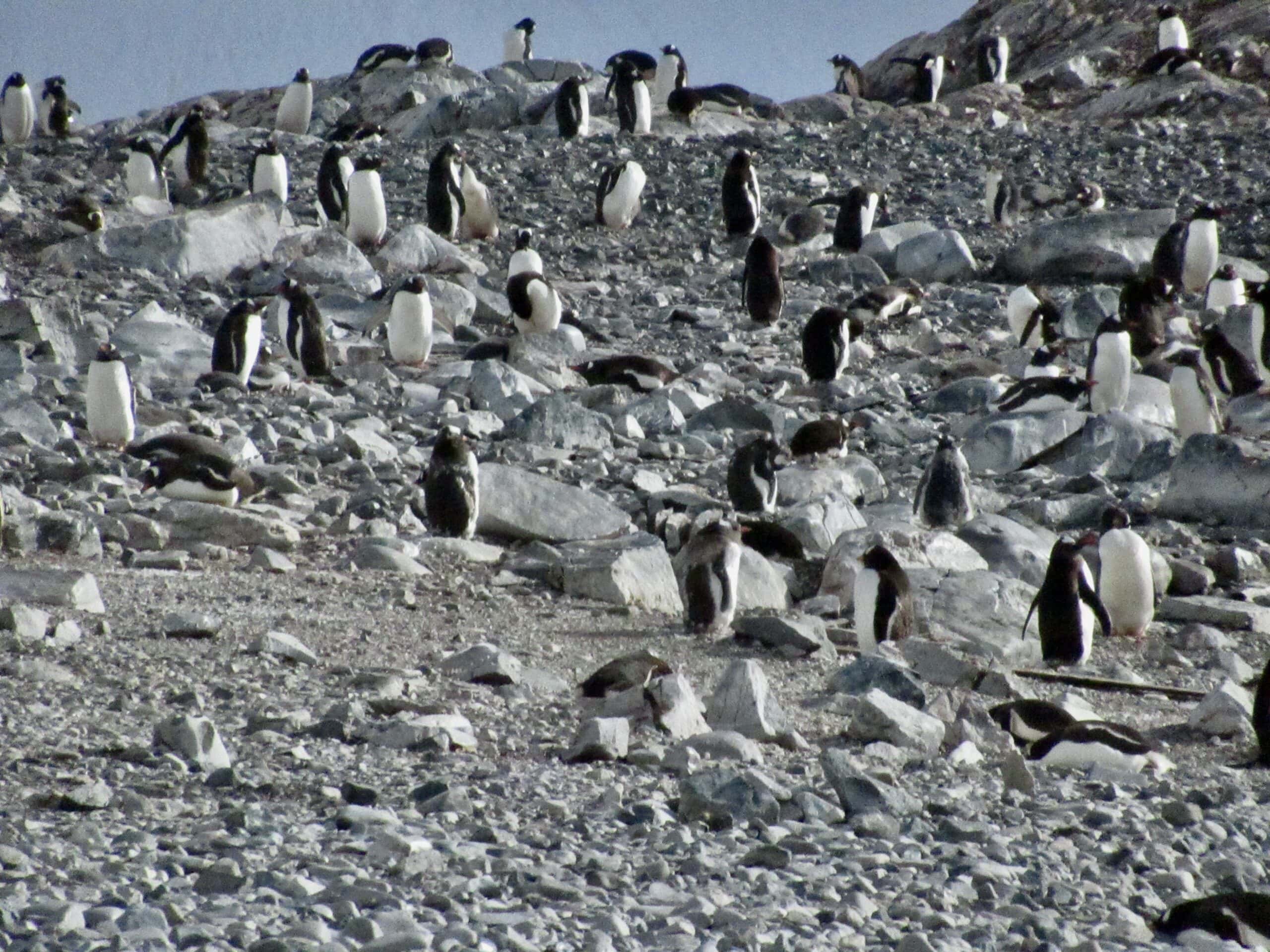 Gentoo penguins on the shore of Cuverville Island