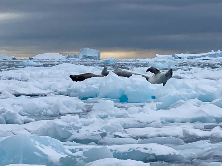 Crabeater seals on an ice floe, Gullet Passage