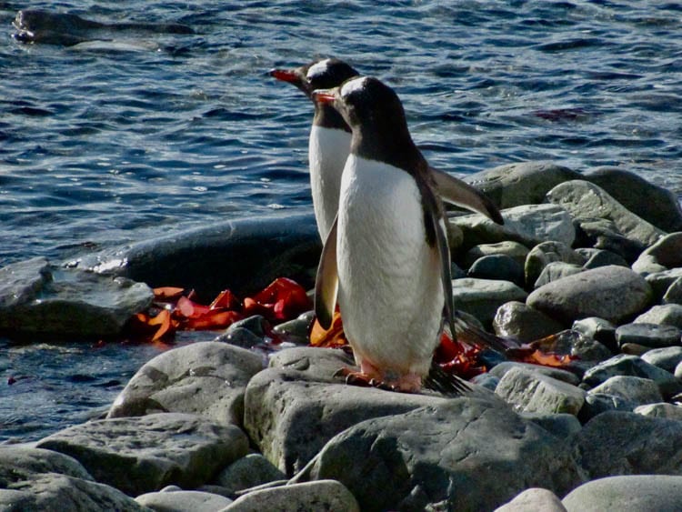Pair of Gentoo penguins, 
