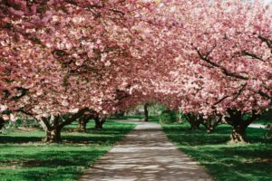 Beautiful cherry blossoms.