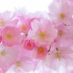Bunga sakura.  Foto oleh Hans, Pixabay, Pinterest