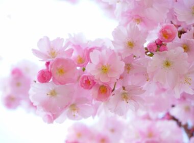 Cherry blossoms. Photo by Hans, Pixabay