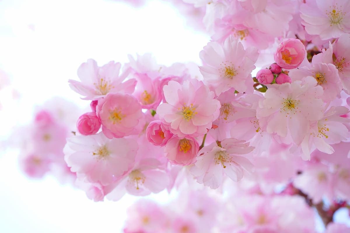 Cherry blossoms. Photo by Hans, Pixabay