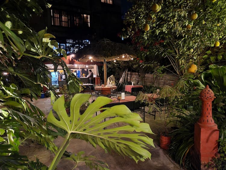 Fruit trees in the evening. Photo by Carrie Dow