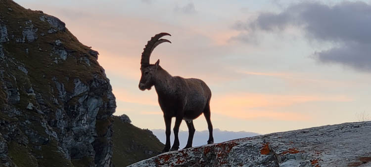  Ibex for after-dinner entertainment at the Cabane de Prafleuri