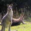 Kangaroos in Australia, Pinterest. Photo by Ayan Adak