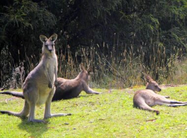 Kangaroos in Australia. Photo by Ayan Adak