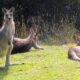 Kangaroos in Australia. Photo by Ayan Adak