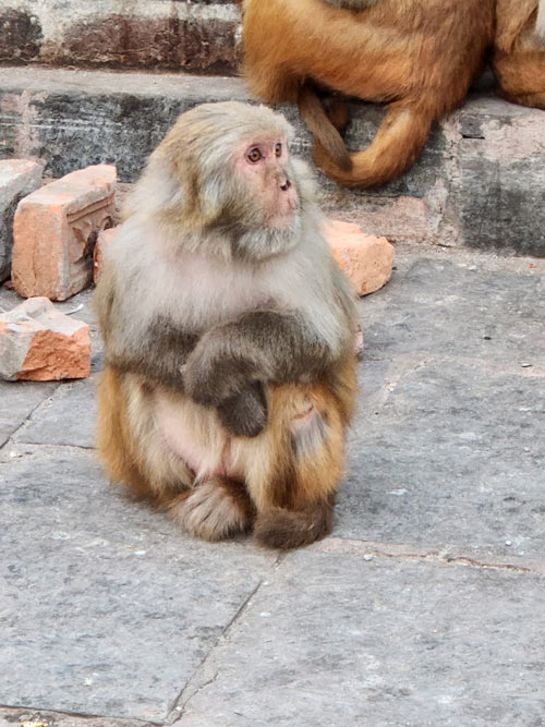 Monkey at Monkey Temple. 
